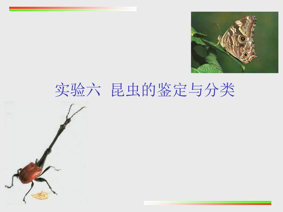 实验6-昆虫的鉴定与分类(新)_第1页