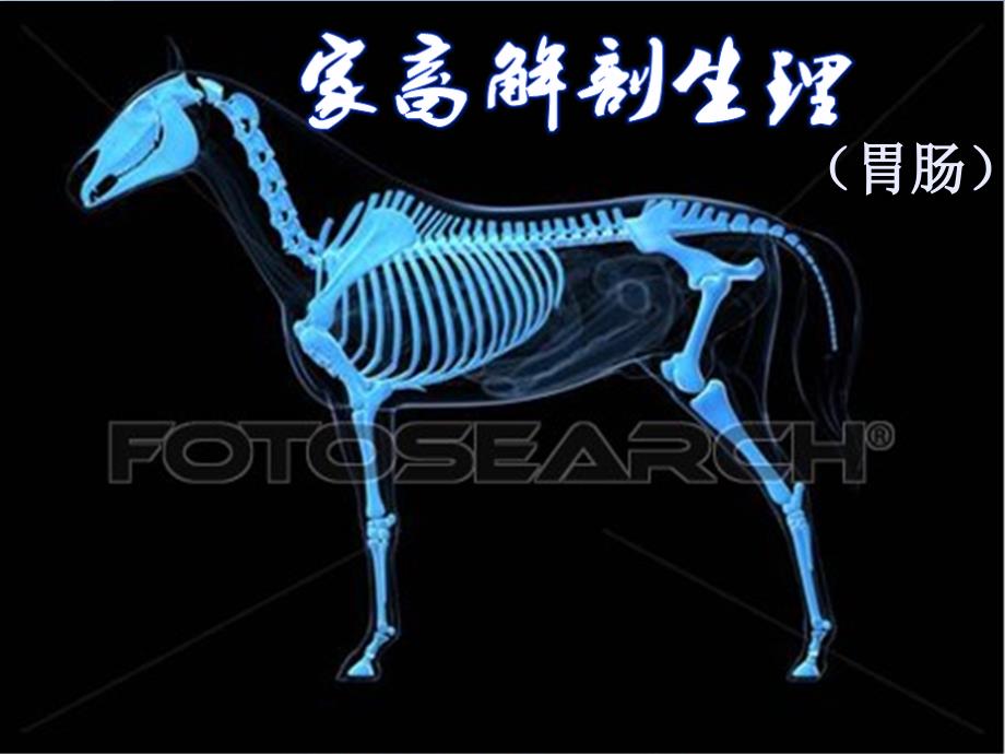 兽医PPT课件：家畜解剖生理（肠胃）_第1页