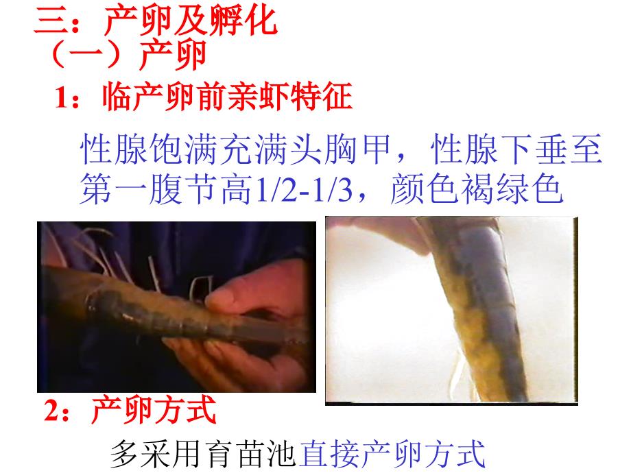 《产卵及孵化要点》PPT课件_第1页