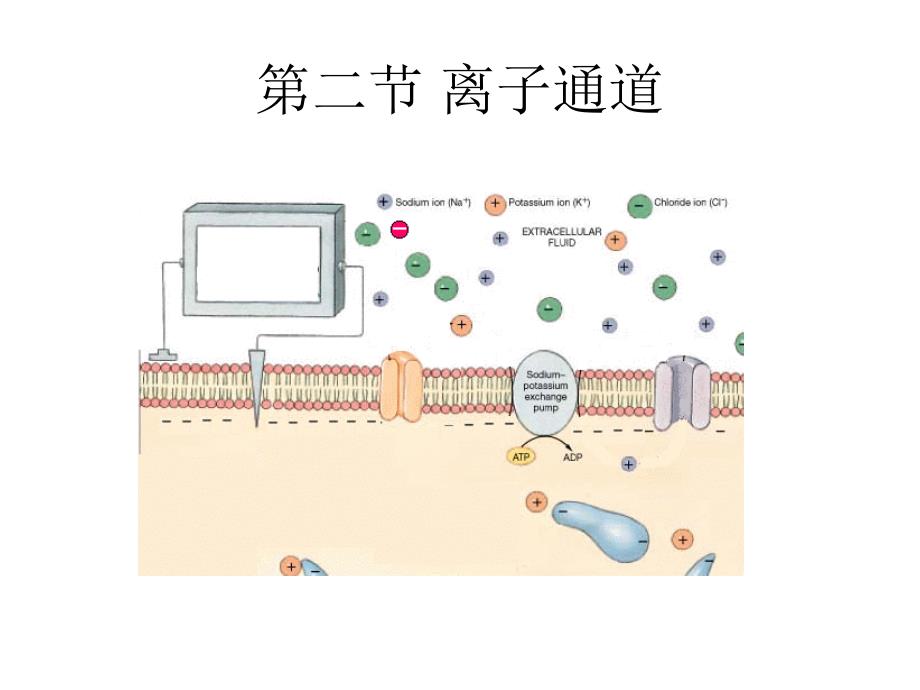 第二节离子通道课件_第1页
